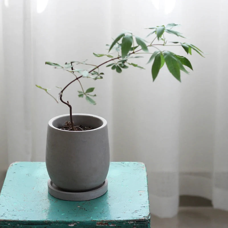 Elegant round cement flower pot with tray for healthy plants