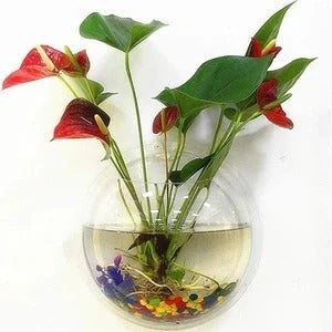 Stylish acrylic wall-mounted fish bowl for modern homes