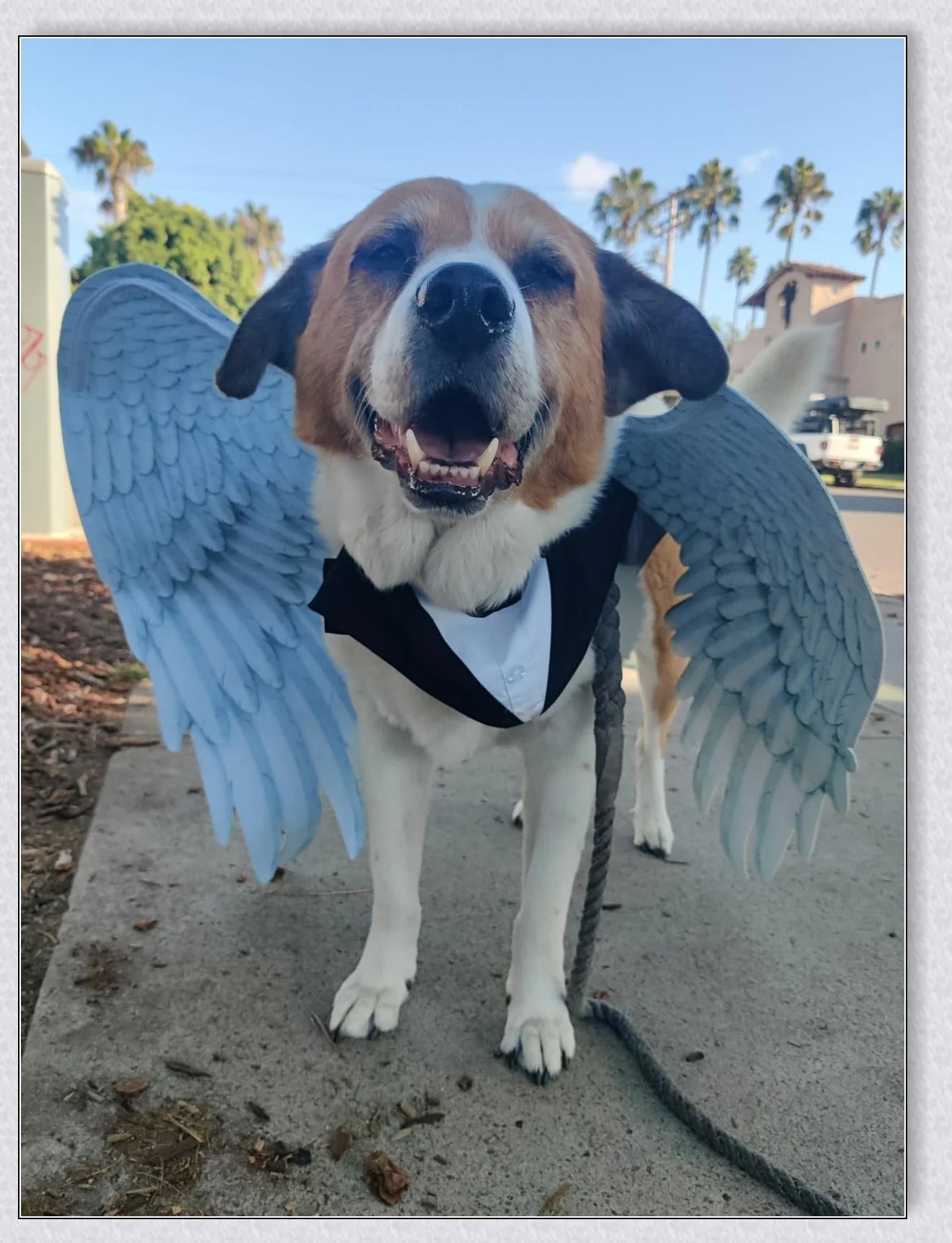 Spooktacular 3D Angel Devil Wings in black and white, perfect for Halloween costumes and celebrations