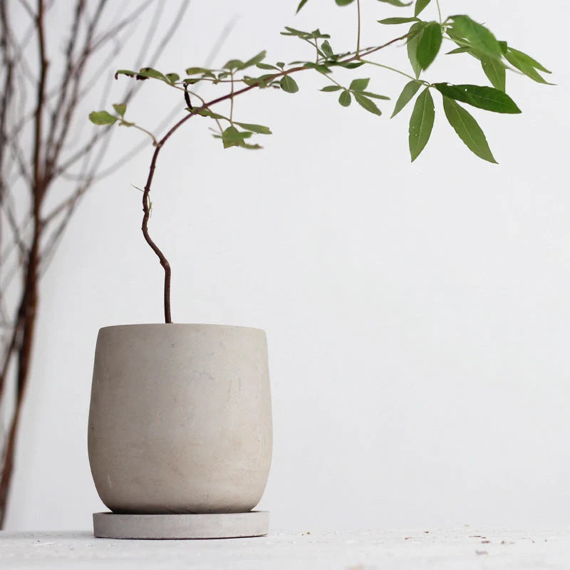 Elegant round cement flower pot with tray for healthy plants