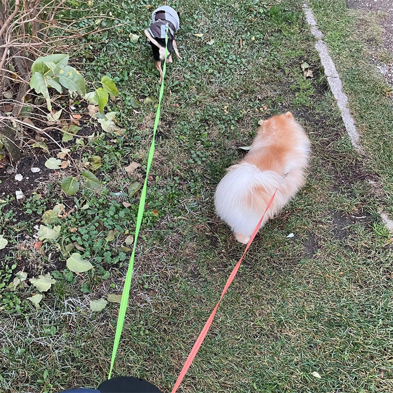 Reflective dual pet leash for small dogs with 360 swivel and lights