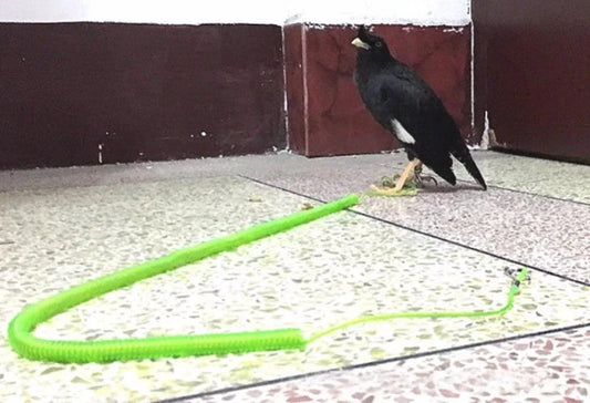 Premium bird training leash with adjustable length from 3 to 10 metres, made with durable materials for safe outdoor exploration with your feathered friend.