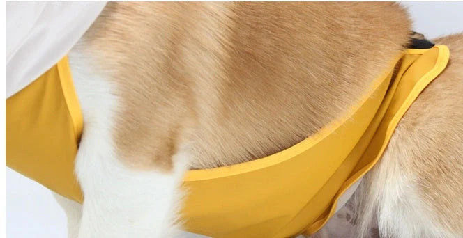 Dog wearing a yellow waterproof raincoat with a transparent brim, adjustable bellyband, and chest straps.