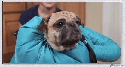 Blue Oxford cloth dog drying bag with Velcro strap, used to quickly dry dogs with a hairdryer