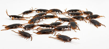 Lifelike cockroach simulation toys in brown colour, perfect for Halloween parties and decorations