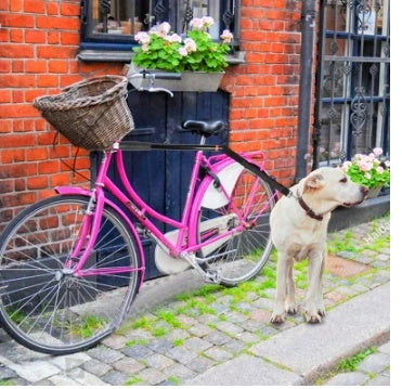 Bicycle walking dog leash with stainless steel rod and rubber band, black color, 45cm by 78cm