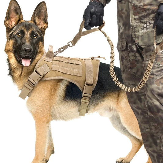 Retractable dog lead for outdoor training in various colors