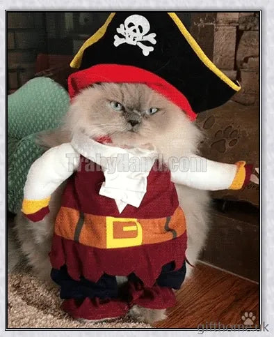 A cat or dog wearing a pirate-themed costume with a bandana, gold accents, and a miniature treasure chest