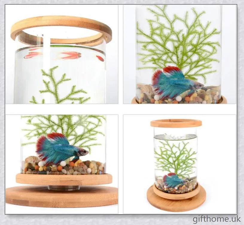 Glass Betta Fish Tank with Bamboo Base, a unique and visually striking aquarium that showcases your betta fish in a 360-degree rotating design.