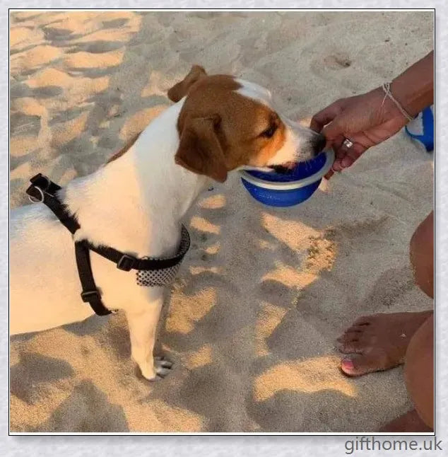 Essential Leash - Multi-Functional Dog Leash with Built-In Water Bottle, Bowl, and Waste Bag Dispenser