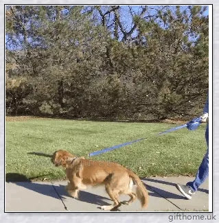 Essential Leash - Multi-Functional Dog Leash with Built-In Water Bottle, Bowl, and Waste Bag Dispenser