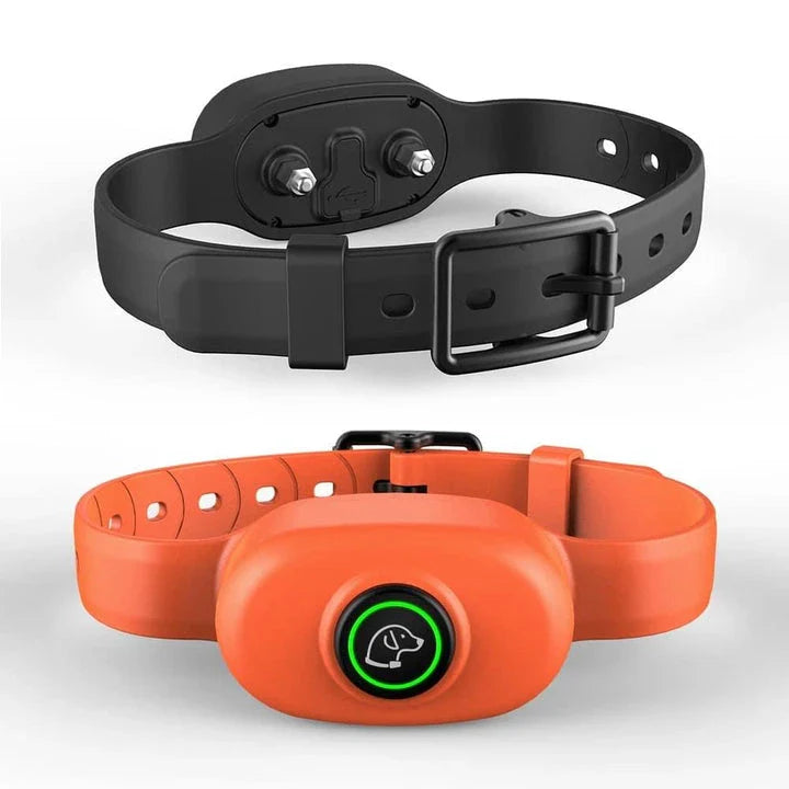 Dog wearing a black waterproof rechargeable training collar with a remote control