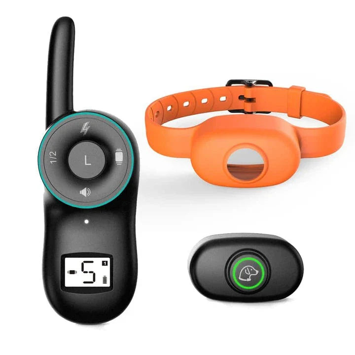 Dog wearing a black waterproof rechargeable training collar with a remote control