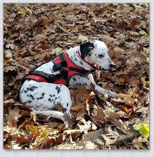 Multi-functional full body lifting dog harness with long handles for upright support and customisable front, rear, or full-body options