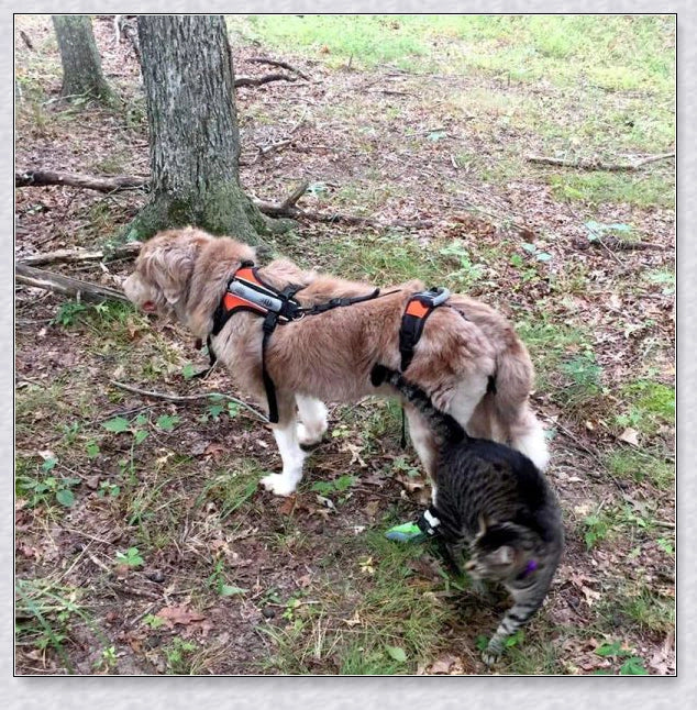Multi-functional full body lifting dog harness with long handles for upright support and customisable front, rear, or full-body options