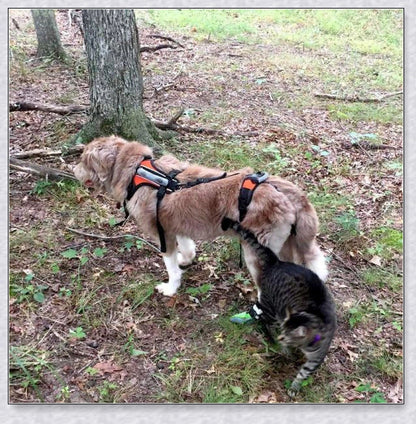 Multi-functional full body lifting dog harness with long handles for upright support and customisable front, rear, or full-body options