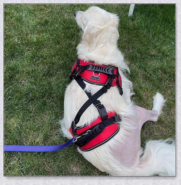 Multi-functional full body lifting dog harness with long handles for upright support and customisable front, rear, or full-body options