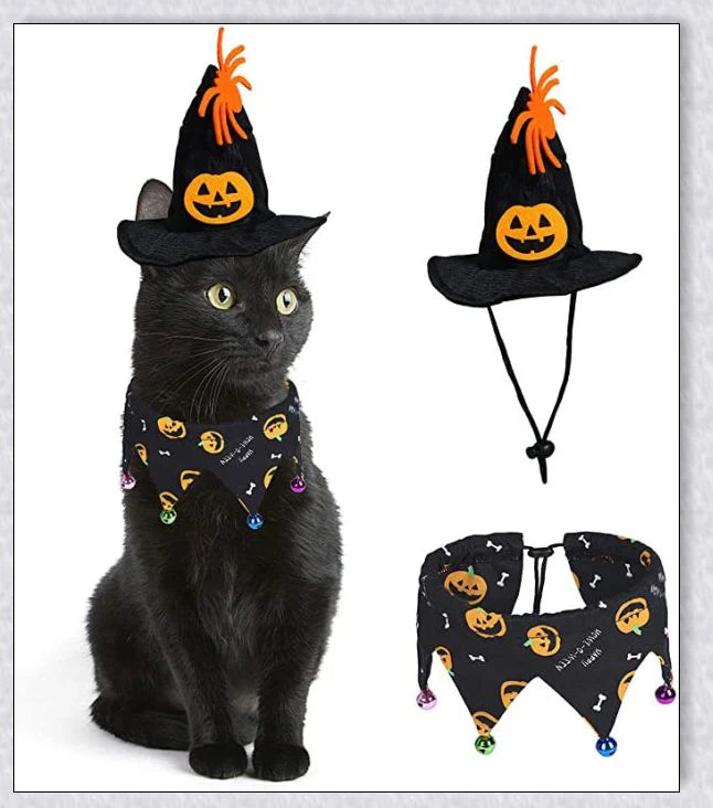 A cat wearing a Halloween costume set with a pumpkin and spider pattern hat and a collar with jingle bells.