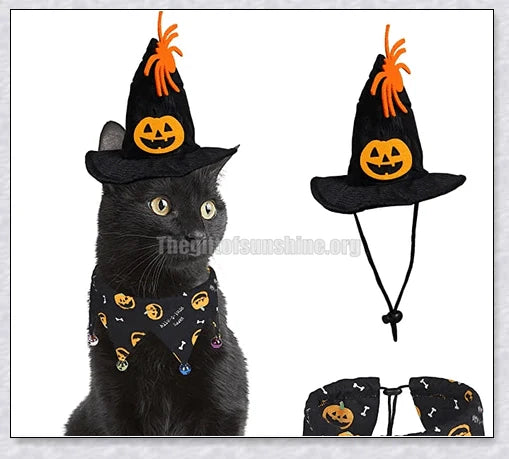 A cat wearing a Halloween costume set with a pumpkin and spider pattern hat and a collar with jingle bells.