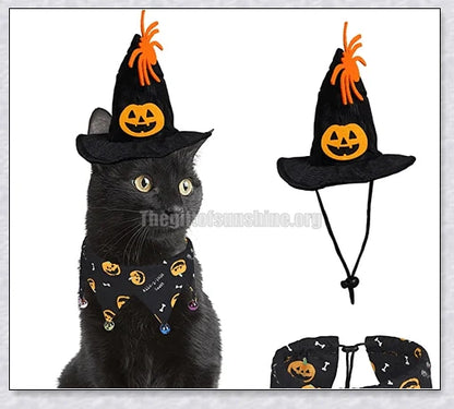 A cat wearing a Halloween costume set with a pumpkin and spider pattern hat and a collar with jingle bells.