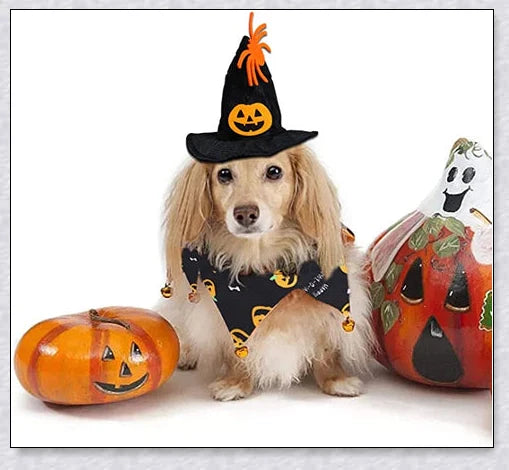 A cat wearing a Halloween costume set with a pumpkin and spider pattern hat and a collar with jingle bells.