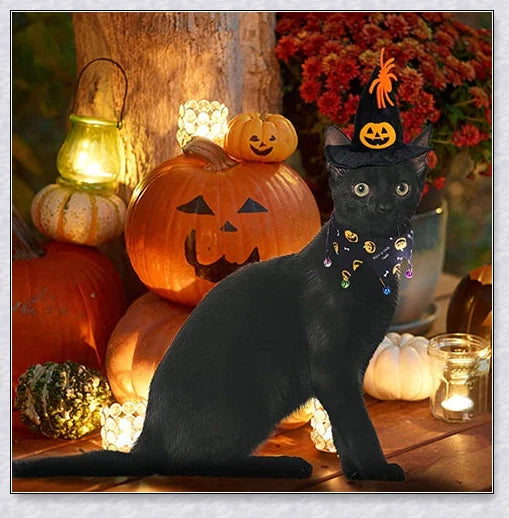 A cat wearing a Halloween costume set with a pumpkin and spider pattern hat and a collar with jingle bells.