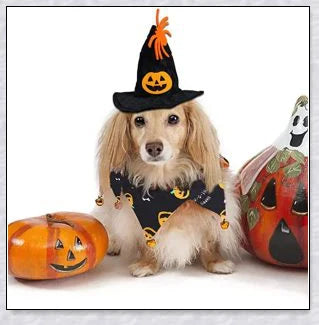 A cat wearing a Halloween costume set with a pumpkin and spider pattern hat and a collar with jingle bells.