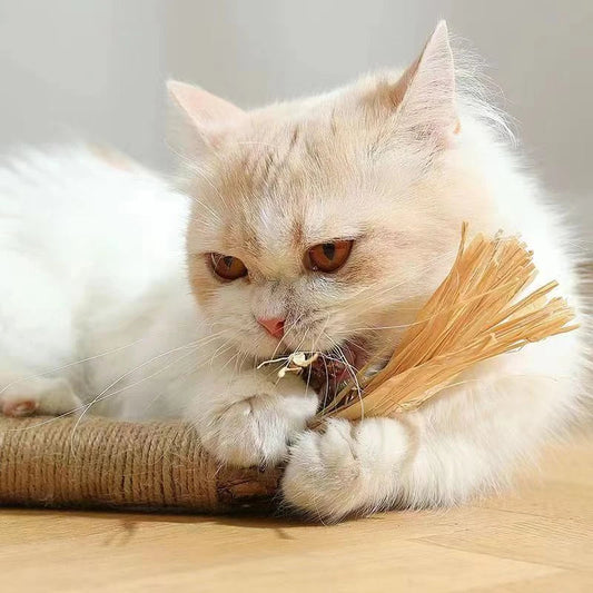 Natural Silvervine Catnip Sticks - Premium cat chew toys that promote play, dental care, and digestive health