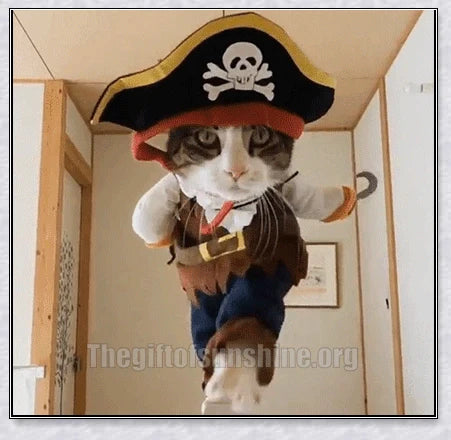 A cat wearing a pirate costume, designed to bring style and comfort to your feline friend during Halloween and other occasions.