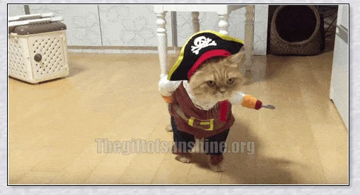A cat wearing a pirate costume, designed to bring style and comfort to your feline friend during Halloween and other occasions.