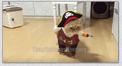 A cat wearing a pirate costume, designed to bring style and comfort to your feline friend during Halloween and other occasions.