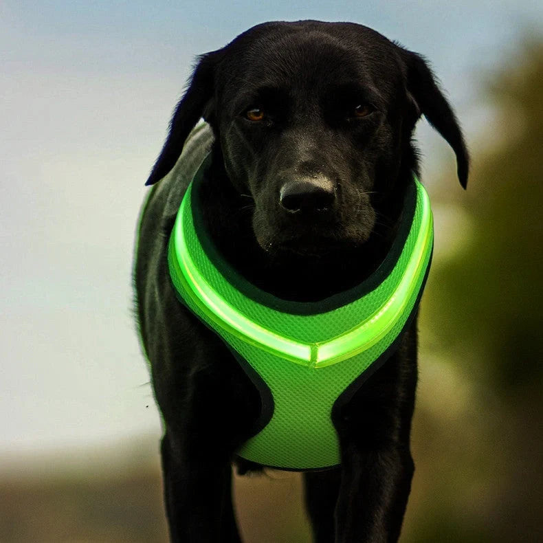USB charging LED dog harness in blue, red, or green with reflective safety features