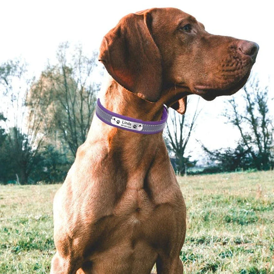 Premium Personalized Reflective Dog Collar in various colours and sizes, designed to enhance your canine's safety and style