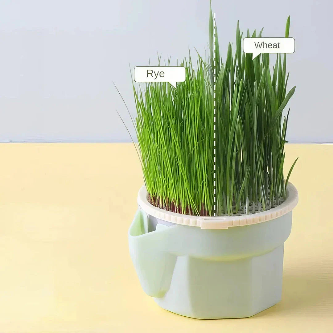 Premium Cat Grass Cultivation Cup with Hierarchical Design for Healthy Feline Wellbeing
