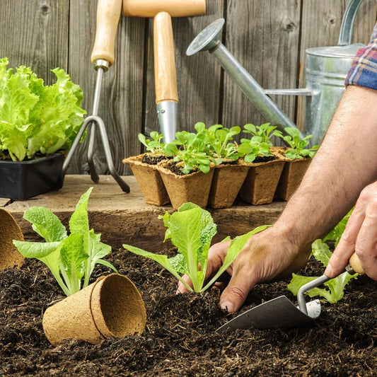 A set of 50 biodegradable paper nursery pots and plant labels for sustainable gardening