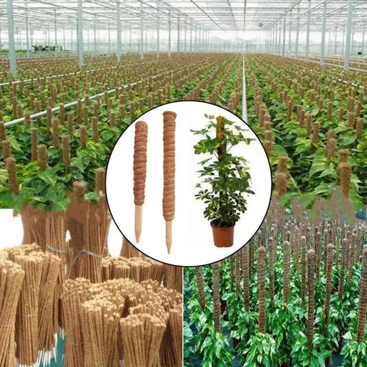 Coir Moss Stick for indoor climbing plants, made from premium coconut fibre for long-lasting support and moisture retention