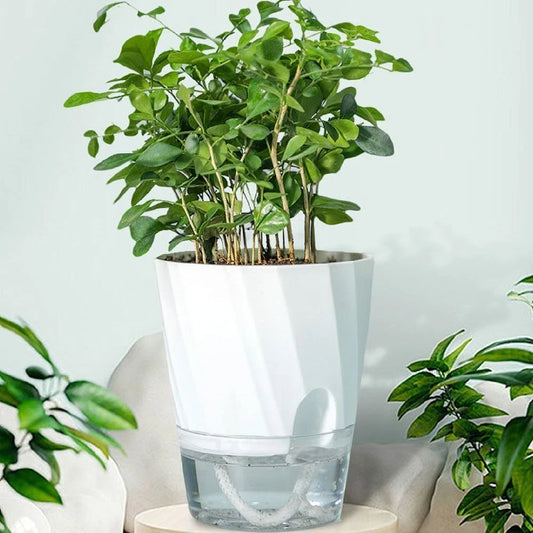 Stylish self-watering transparent planter with water level indicator and lush plant growth