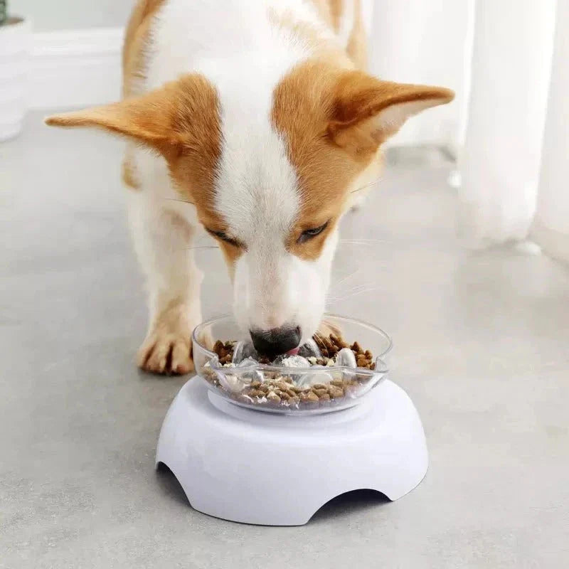 A white 15-degree inclined pet bowl with a non-slip stand, designed to provide a comfortable and healthy mealtime experience for cats and small dogs.