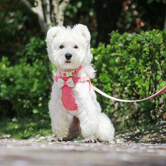 Adjustable bowtie collar, leash, and harness set for small and medium-sized pets in blue, green, pink, and red colours