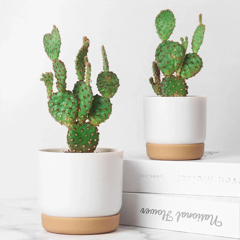 Double-Layer Self-Watering Succulent Plant Pot in White, Suitable for Indoor and Outdoor Decor