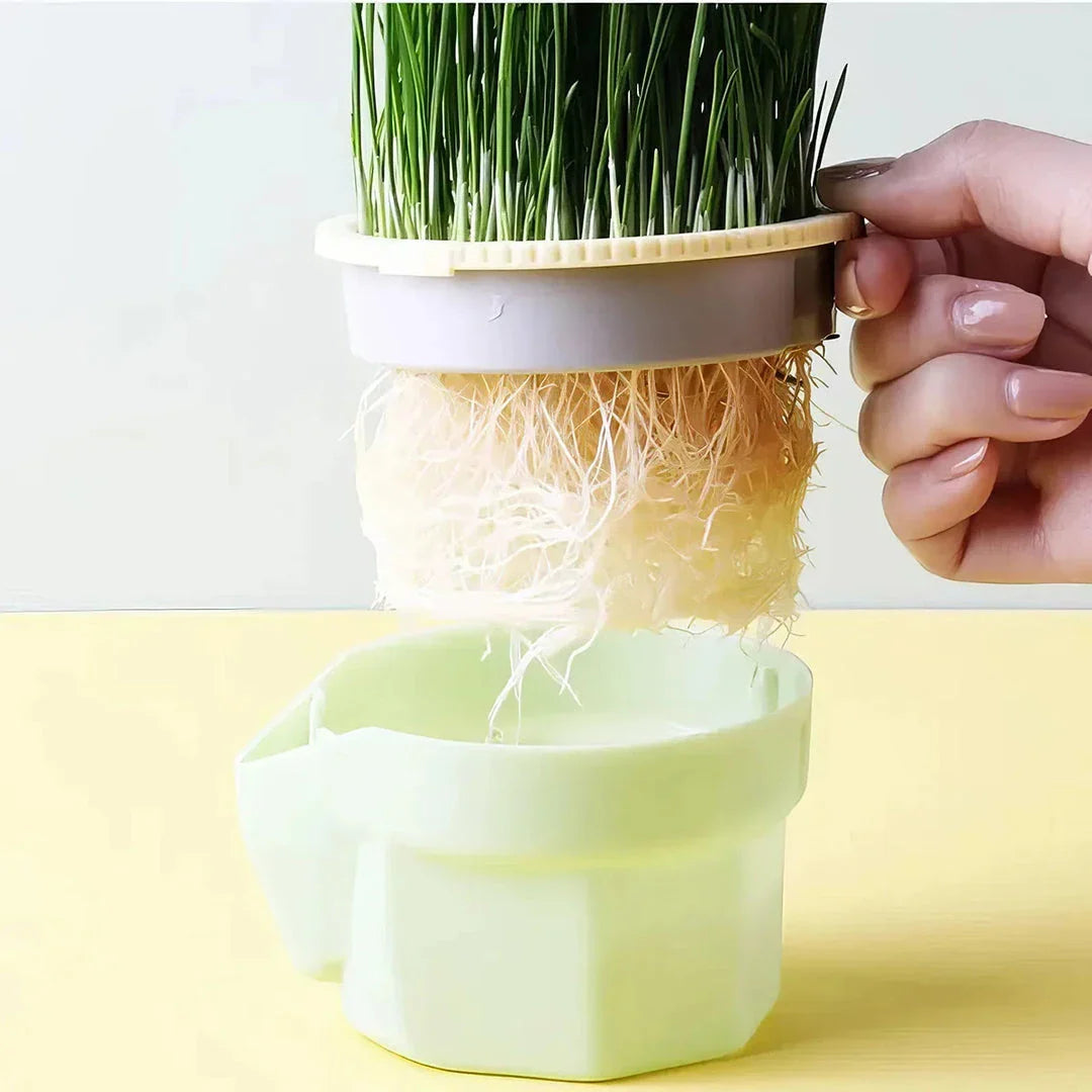 Premium Cat Grass Cultivation Cup with Hierarchical Design for Healthy Feline Wellbeing