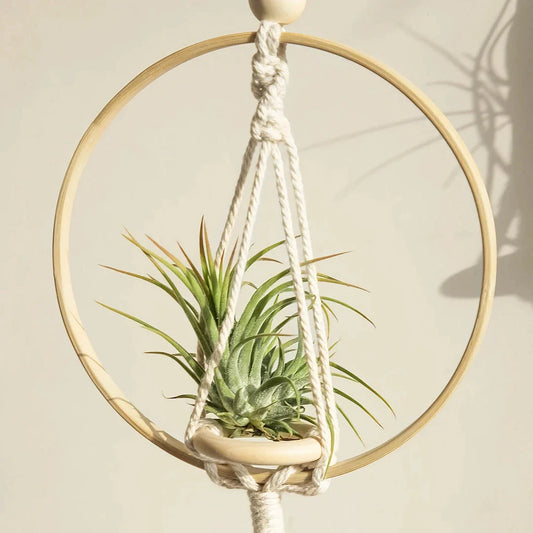 A macrame air plant hanging holder with a chic, boho-inspired design, perfect for adding organic texture and soothing vibes to any room.