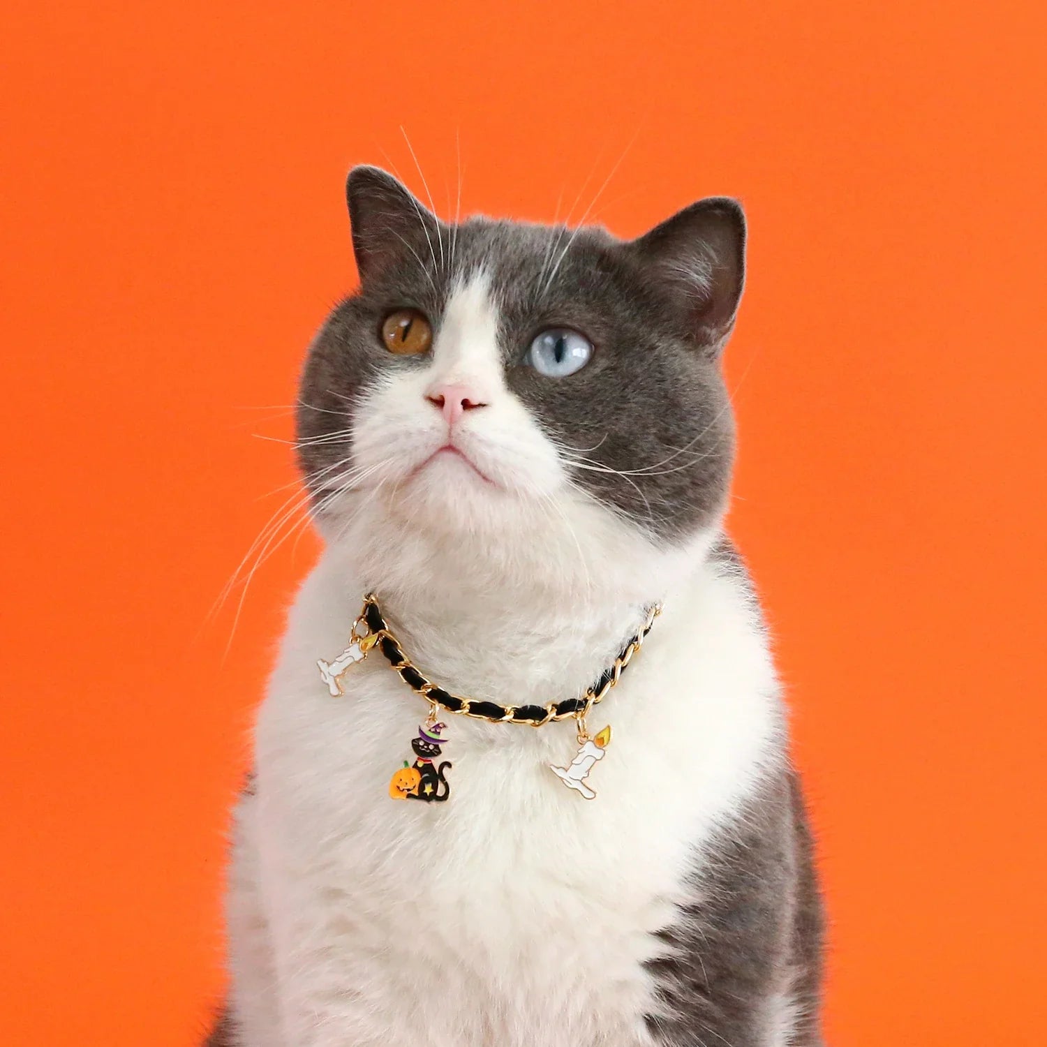 A pet collar made of premium velvet with metal bat charms, perfect for Halloween festivities