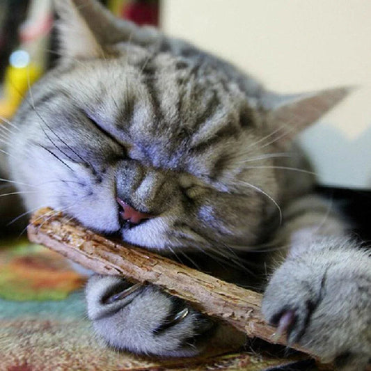 Premium catnip-infused dental chews for cats, designed to clean teeth and freshen breath