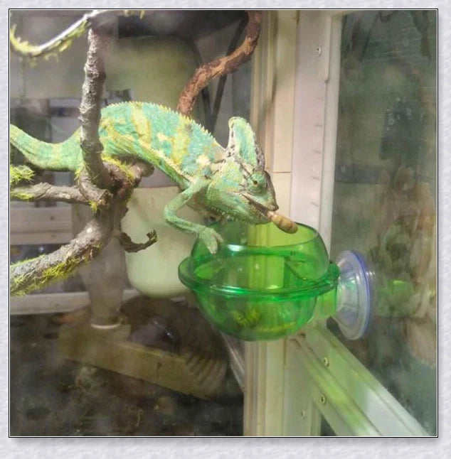 Premium Chameleon Lizard Suction Cup Feeder Set with soft, flexible suction cups for secure glass adhesion and durable construction