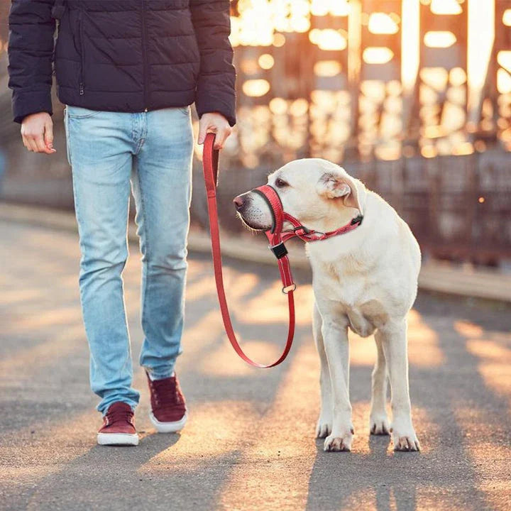 Reflective nylon dog muzzle and leash set in orange colour, designed for safe and controlled walks with your canine companion