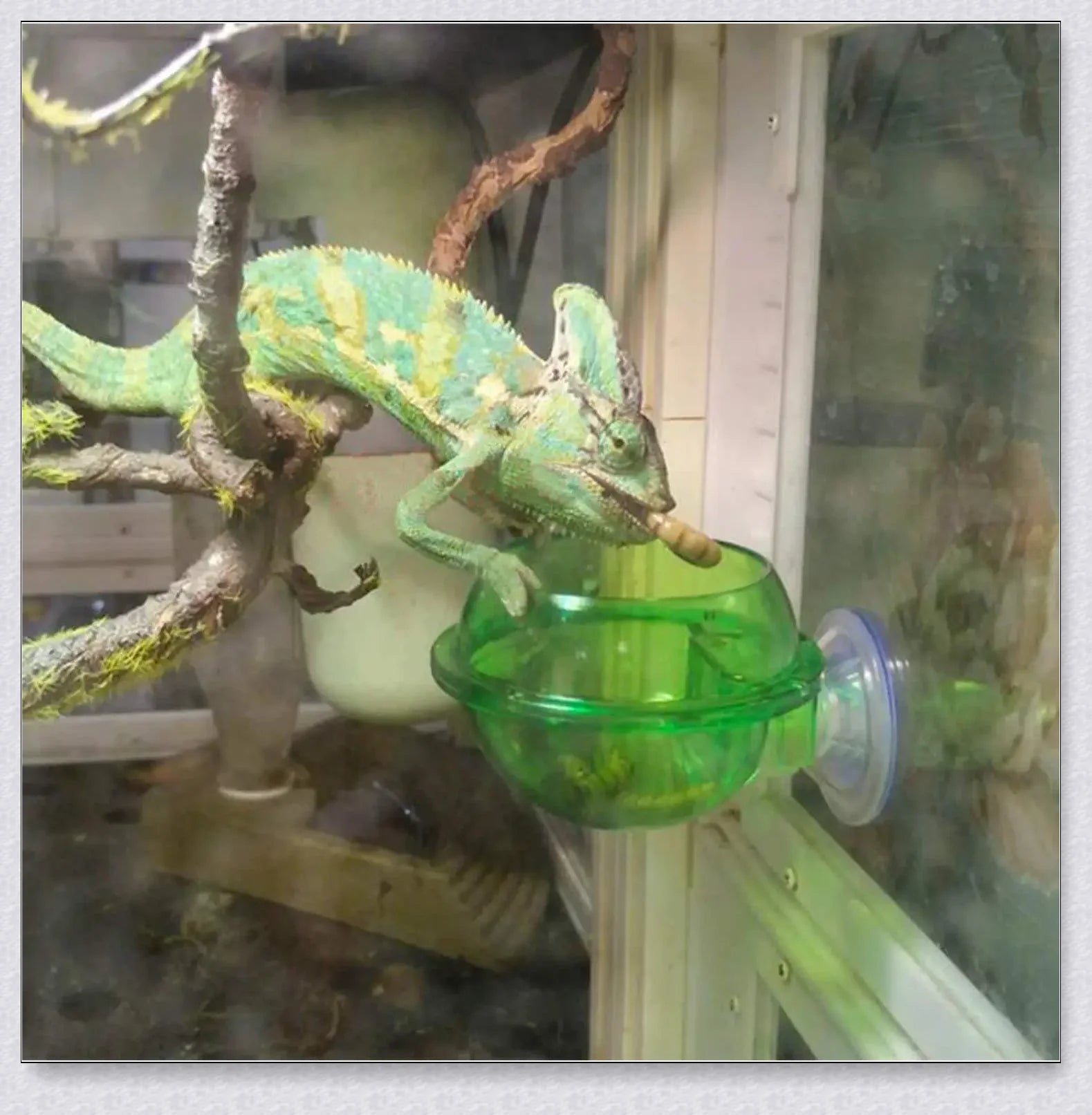 Premium Chameleon Lizard Suction Cup Feeder Set with soft, flexible suction cups for secure glass adhesion and durable construction