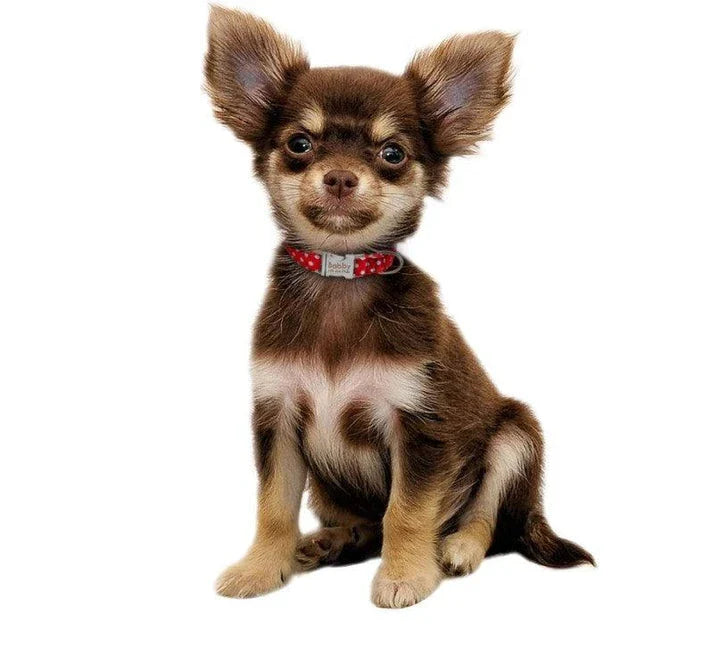 Premium polka dot dog collar made of durable nylon, adjustable for a comfortable fit on dogs of all sizes