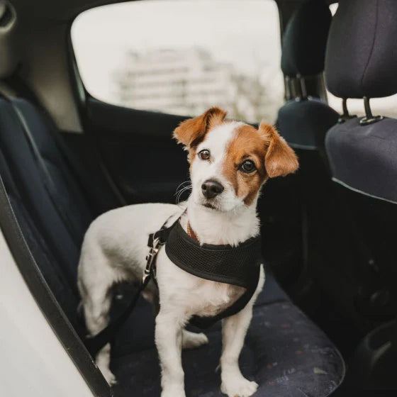Adjustable dog car seatbelt with headrest loop and extendable leash for secure pet travel