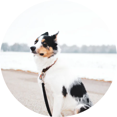 Adjustable dog car seatbelt with headrest loop and extendable leash for secure pet travel